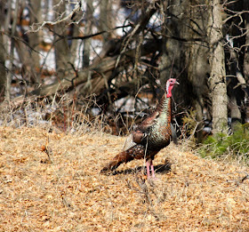 wild turkey, once almost our national symbol