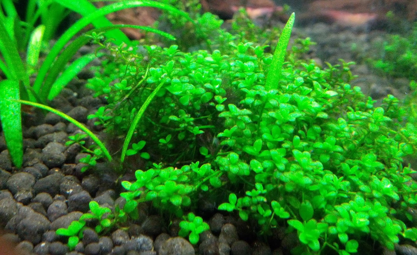 23+ Jenis Tanaman Aquascape Yang Mudah Perawatannya