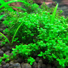 Ikan Aquascape Yang Mudah Perawatannya