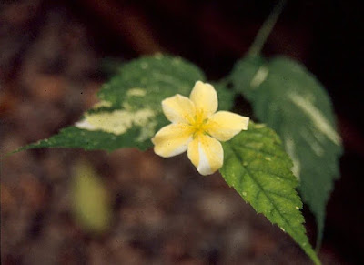 Kerria japonica 'Fubuki-Nishiki'