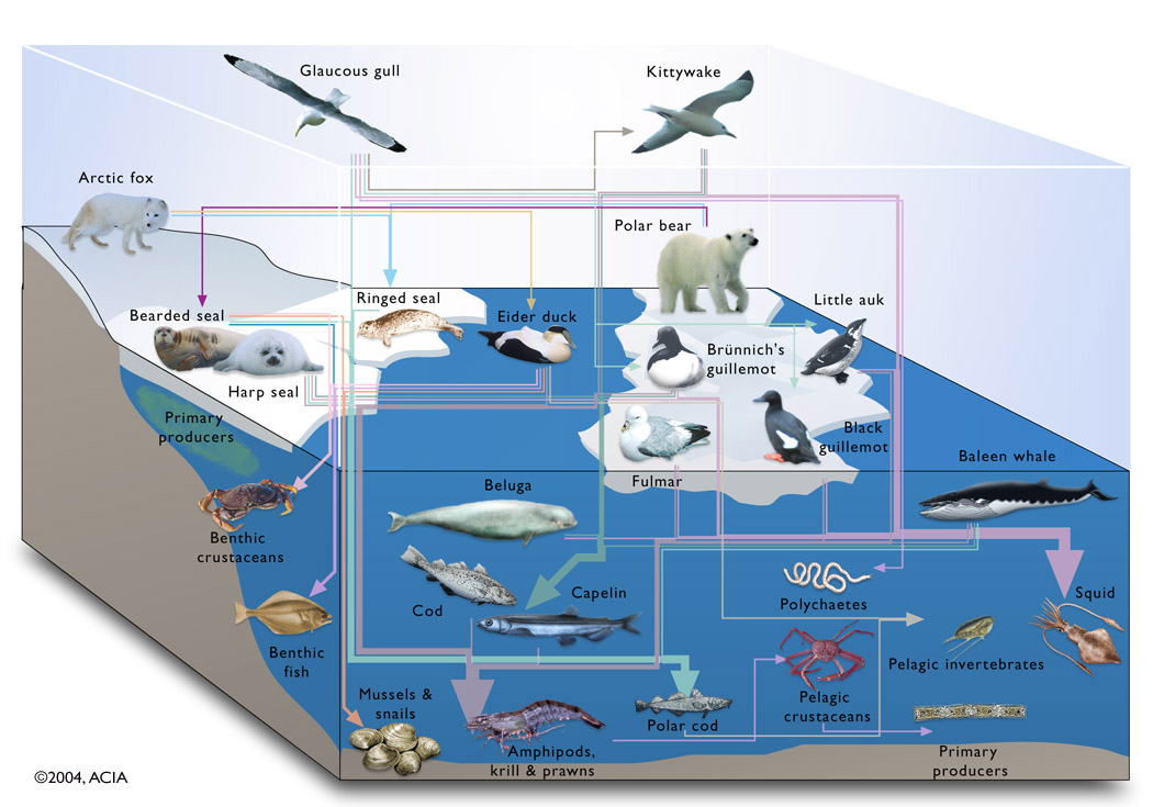 Arctic and Antarctic Food Web. Posted by T-man at 07:24 0 comments