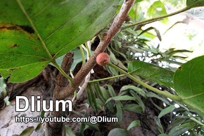 Dlium Sacred fig (Ficus religiosa)