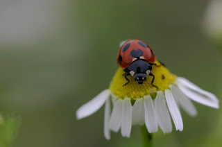 Lady Bug Wallpapers