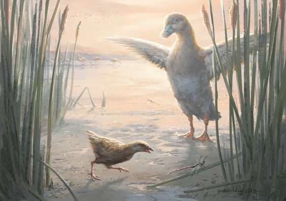 Miniscule flightless birds have lived in New Zealand's wetlands for millions of years