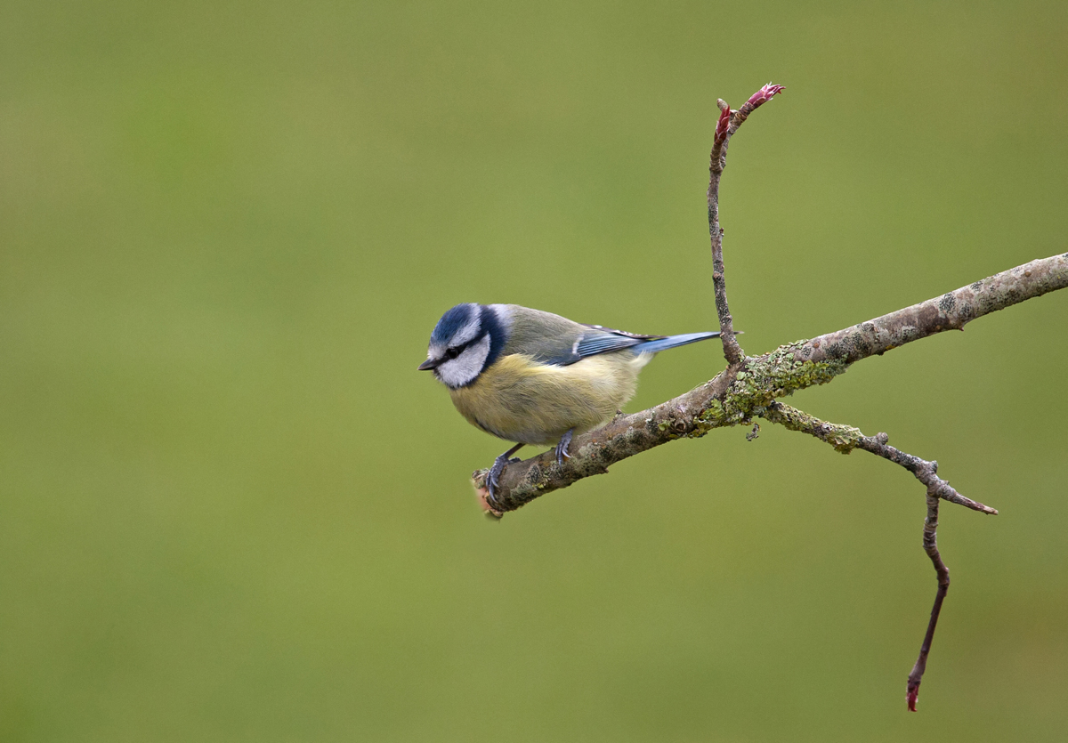 Irish Wildlife Photography: Garden Birds