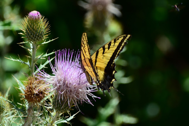 Papilio multicaudata