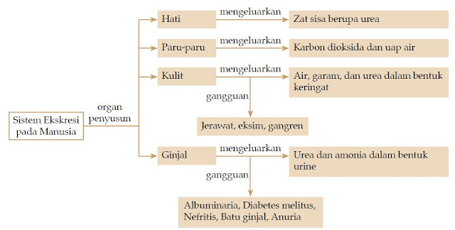Pada pembahasan kali ini akan dijelaskan wacana sistem ekskresi pada insan Pengertian Sistem Ekskresi Pada Manusia, Fungsi dan Gangguannya