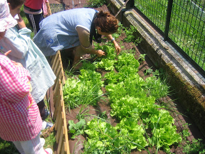 foto recogiendo las lechugas de la huerta del cole