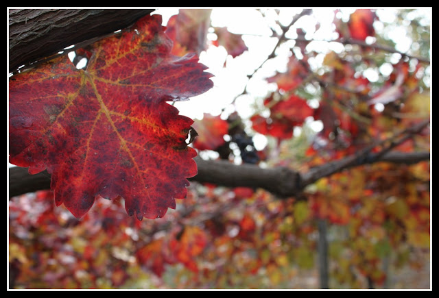 Viti e vigne a Solopaca-Benevento