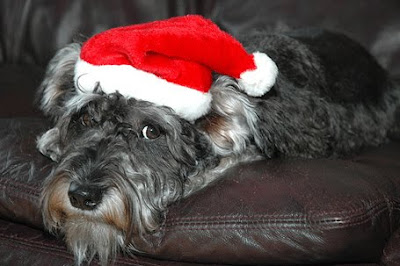 Santa Hat Seen On www.coolpicturegallery.us