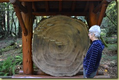 Muir Woods Tree Rings-1