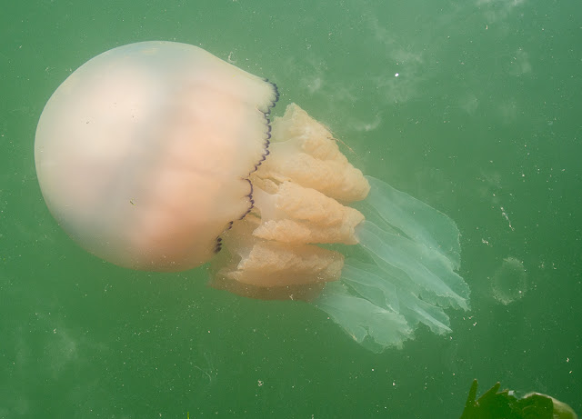 Photo of a barrel jellyfish that visited the marina last year