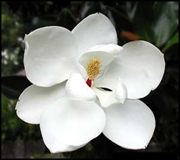 Magnolia