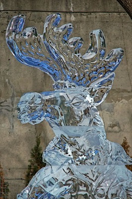 DSCF3484_moose