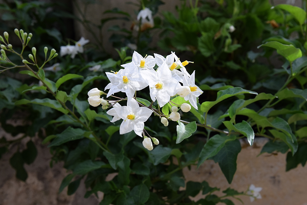 Gartengestaltungsideen mit Mauern