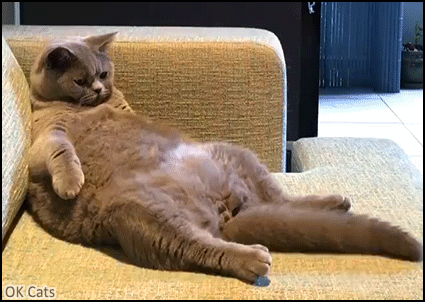 Funny Cat GIF • Lazy fat cat chilling on couch: “BRING ME A BEER, HOOMAN SLAVE!” [ok-cats.com]