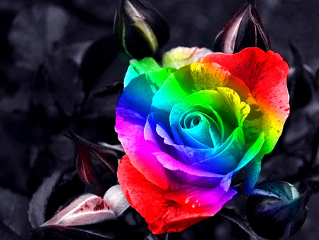 Best Rainbow Flower HD Wallpaper Free