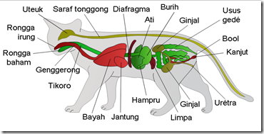  Contoh  Hewan  Mamalia  Gajah Gamis Murni