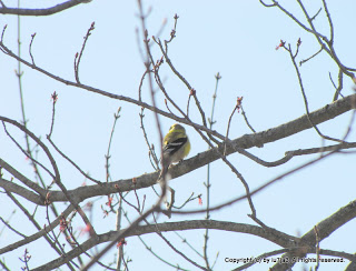 American Goldfinch