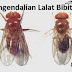 Pengendalian  Lalat Bibit 