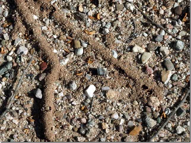 Sticks and sand 9-3-2012 9-22-15 AM 3616x2712