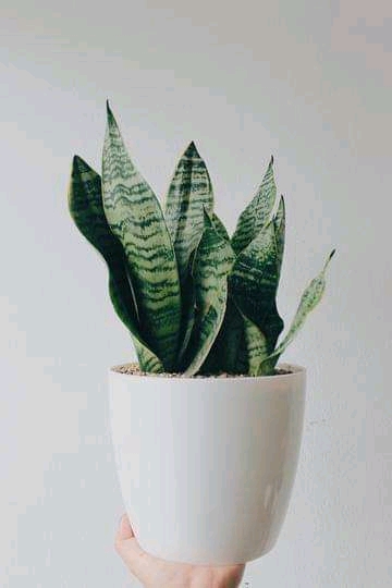 Planta sansevieria trifasciata var prain hojas verdes y grisáceas en una maceta