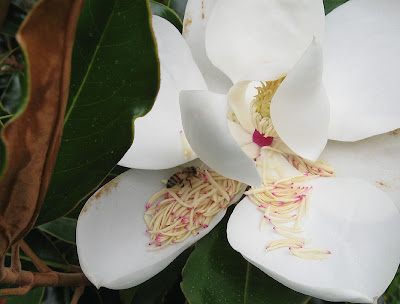 Annieinaustin, Little Gem magnolia flower