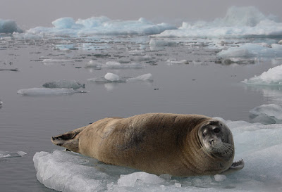 SealsCryToo® - Foca-Barbuda (Erignathus Barbatus)