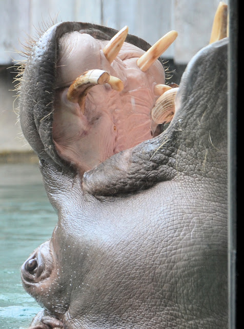 Herbie's head is out of the water with mouth open upward. His mouth is pink inside, and teeth are visible.