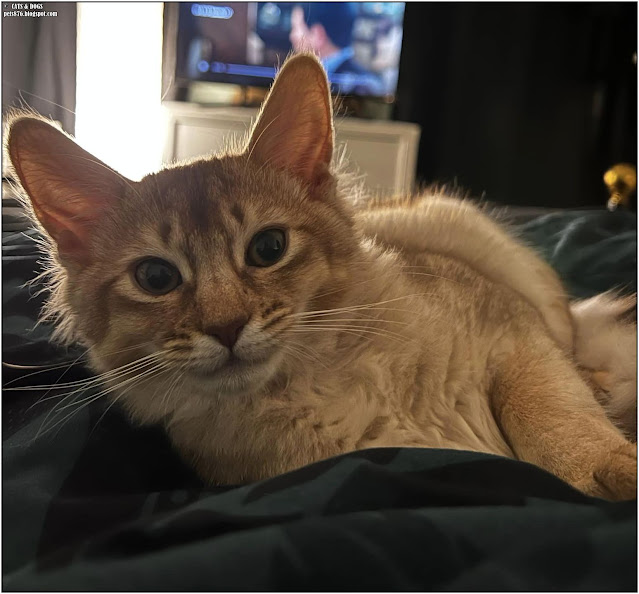 somali cat