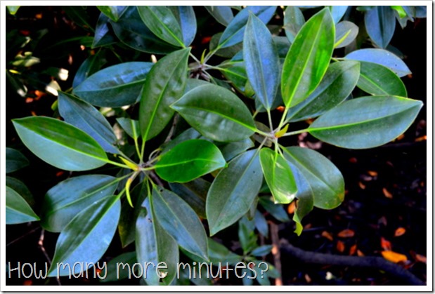 Cape Hillsborough NP | How Many More Minutes?