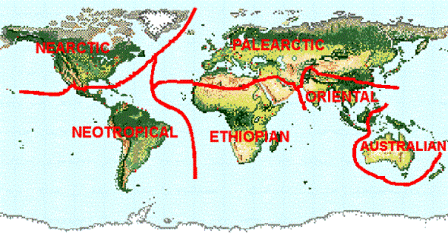 Fauna Yang Terdapat Di Wilayah  Oriental  Dan Ethiopia 