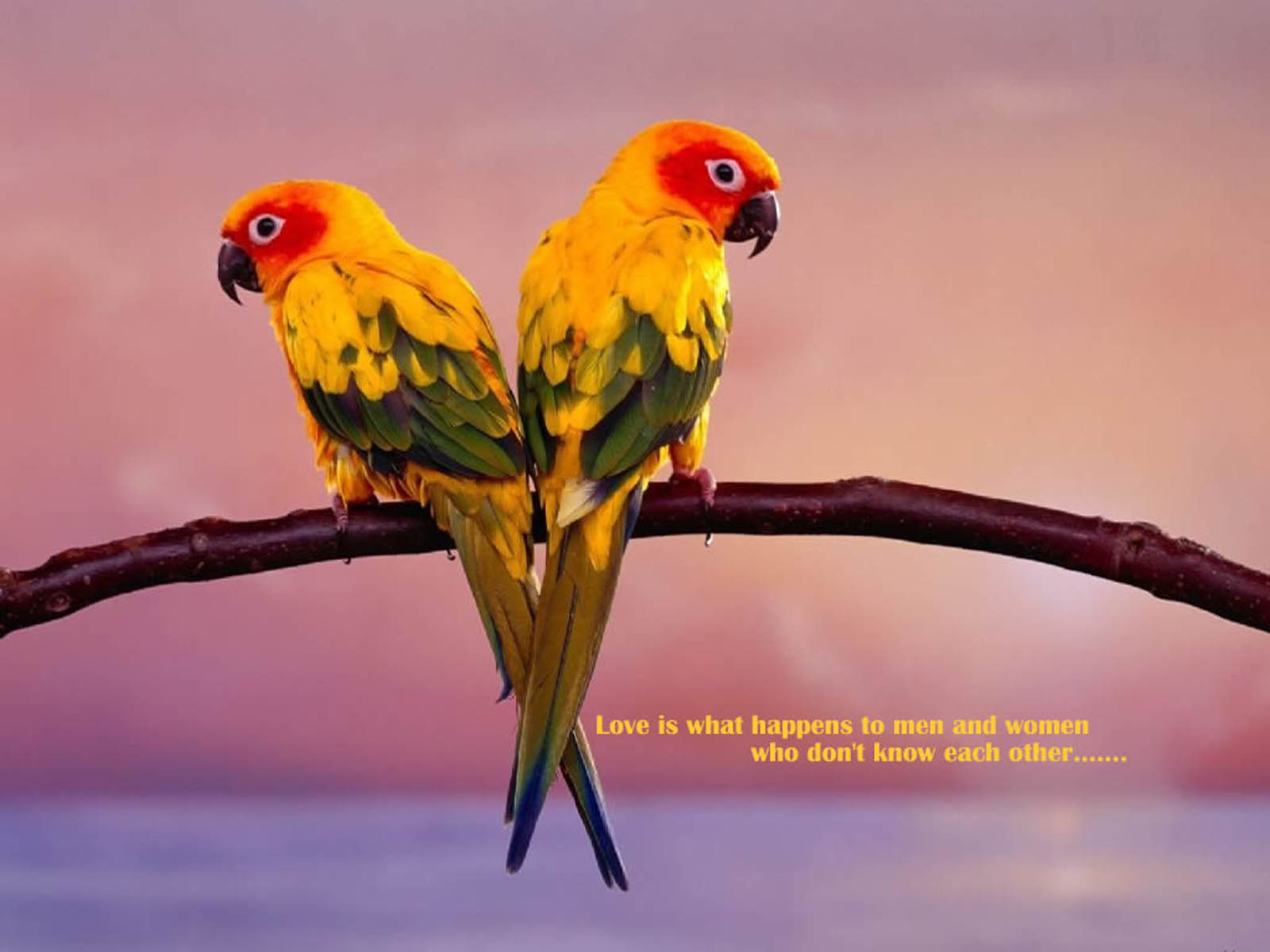 Tag: Love Birds Wallpapers, Backgrounds, Photos, Images and Pictures 