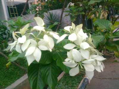Koleksi Tanaman Hias Bunga  Nusa  Indah  Mussaenda pubescens 