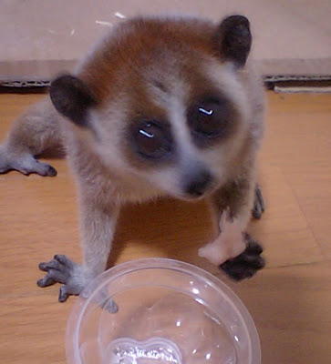 ピグミースローロリスの餌