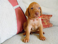 Vizsla Puppy