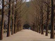 Seoul is ooo SENSUAL [Nami Island] (nami island korea winter sonata )