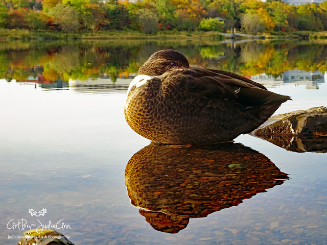 Beautiful Duck Photo