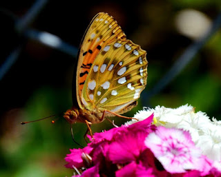 Garten, Natur, Insekten, Nützlinge, natur, pryfed, organebau llesol