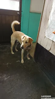 Life | Xiaobao Growth Diary EP.35-Dining room waiting for humans to drop food?