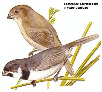 Double collared Seedeater