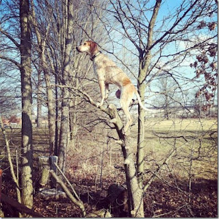Dog on tree