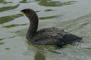 Phalacrocorax auritus - Cormoran à aigrettes