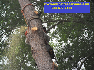 Man in pine tree using chain saw to cut visible saw dust