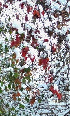 leaves in snow