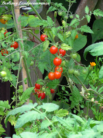 Tomaten im Kübel