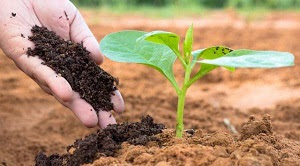 7 Faktor yang mempengaruhi pemupukan supaya lebih efisiensi adalah unsur hara pada tanah, pupuk yang digunakan, kemasaman tanah, tekstur tanah.