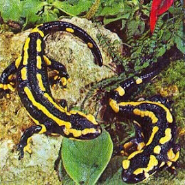 curiosidade sobre a salamandra-de-fogo