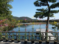 嵯峨菊と大沢の池