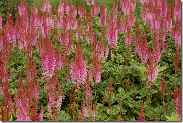 sussex prairie garden 002